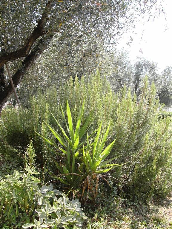 B&B Agli Ulivi Manerba del Garda Kültér fotó
