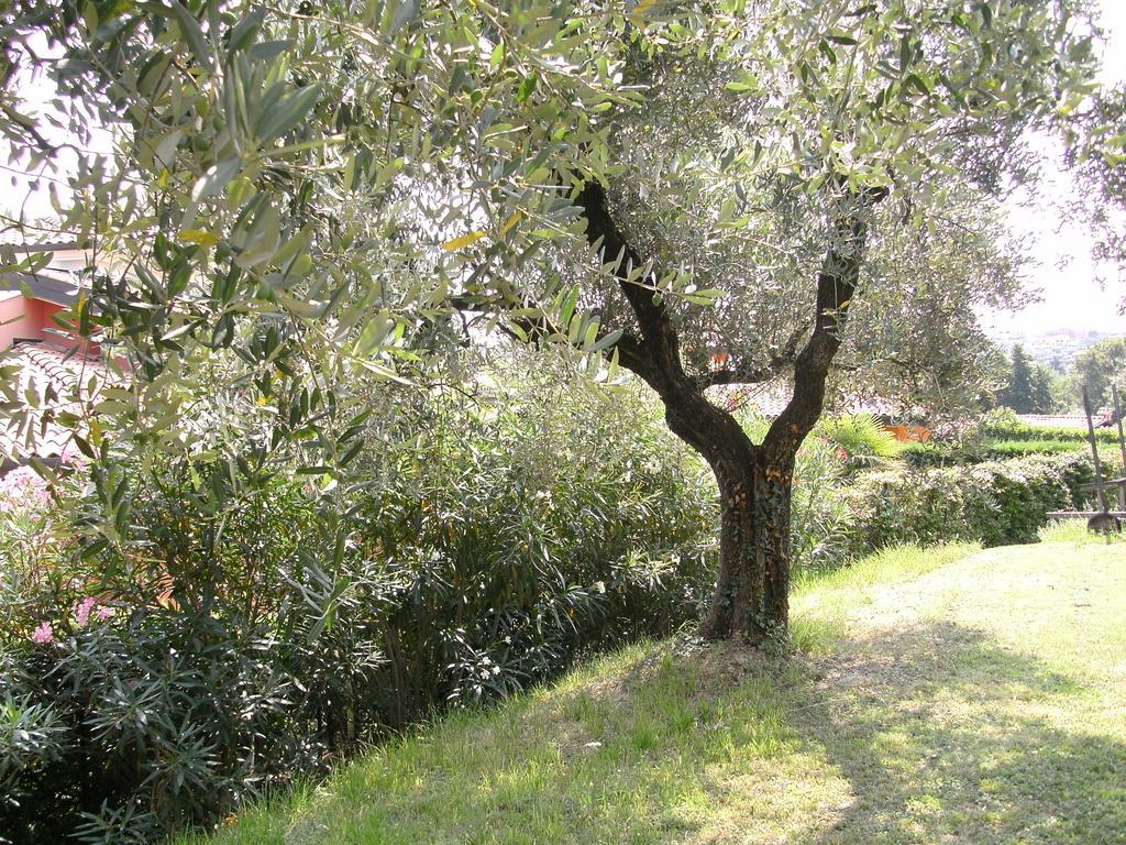 B&B Agli Ulivi Manerba del Garda Kültér fotó